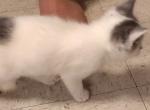 MANX KITTENS - Manx Kitten For Sale - Oregon City, OR, US