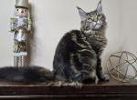 Alfa Maine Coon female - Maine Coon Kitten For Sale - Seattle, WA, US