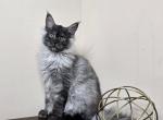 Vacula Maine Coon female - Maine Coon Kitten For Sale - Seattle, WA, US