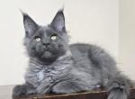 Varyag Maine Coon male - Maine Coon Kitten For Sale - Seattle, WA, US