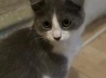 2 at a time I have 4 - Domestic Kitten For Sale - 