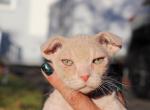 Hard Flock  Available NOW in Abington - Sphynx Kitten For Sale - Abington, PA, US