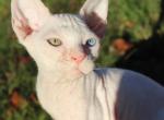 Flock  Available NOW in Abington - Sphynx Kitten For Sale - Abington, PA, US