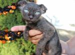 Velor  Available NOW in Abington - Sphynx Kitten For Sale - Abington, PA, US