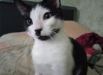 Manchas - Turkish Angora Kitten For Adoption - NY, US