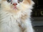 Orange Persian kitten - Persian Kitten For Sale - Chicago, IL, US