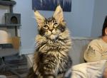 Thor - Maine Coon Kitten For Sale - Jacksonville, FL, US