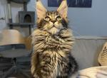 Thor - Maine Coon Kitten For Sale - Jacksonville, FL, US