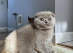 Daisy - Scottish Fold Cat For Sale - Staten Island, NY, US