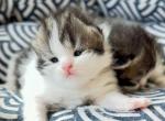 New litter waiting list - Scottish Fold Kitten For Sale - Staten Island, NY, US