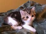 Babyface - Scottish Straight Kitten For Sale - Plymouth, MA, US