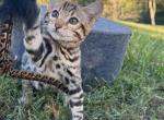 SlightlyWilde Shoji Skye - Bengal Kitten For Sale - 