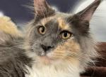 Zoey Blue Tortie - Maine Coon Kitten For Sale - 