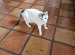 Mina - Domestic Cat For Adoption - 