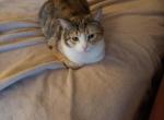 MiniMe - American Shorthair Cat For Adoption - 