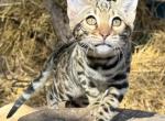 SlightlyWilde Jungle Lily - Bengal Kitten For Sale - 