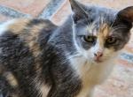 Mapuche - American Shorthair Cat For Adoption - Corpus Christi, TX, US