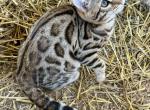 SlightlyWilde Sierra Raine - Bengal Kitten For Sale - 