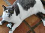 Bambi - American Shorthair Cat For Adoption - Corpus Christi, TX, US