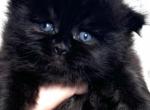 Black Highland Straight - Scottish Straight Kitten For Sale - Hollywood, FL, US