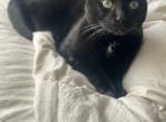 Reggie - Domestic Cat For Adoption - Silver Spring, MD, US