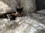 Fiona - Maine Coon Kitten For Sale - 