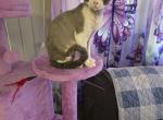 Ace - Devon Rex Kitten For Sale - 