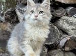 Asher S - Siberian Kitten For Sale - 