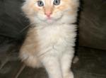 Litter 3 - Maine Coon Kitten For Sale - Lakewood, CA, US