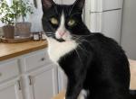 Steven Tony Hawking - American Shorthair Cat For Adoption - IL, US