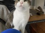 Leo - American Shorthair Cat For Adoption - IL, US