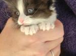 Long Haired Kittens - American Longhair Kitten For Sale - Denver, CO, US