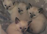 Purebred Siamese Kittens - Siamese Kitten For Sale - Denver, CO, US