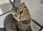 Scottish fold purebred girl - Scottish Fold Kitten For Sale - Davenport, FL, US