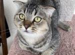 Scottish Fold very affectionate male kitten - Scottish Fold Kitten For Sale - Davenport, FL, US