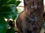 Maine Coon litter - Maine Coon Kitten For Sale - 