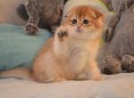 Scottish Fold Golden Chinchilla Fiona - Scottish Fold Kitten For Sale - 