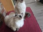 2 Female Seal Points - Ragdoll Kitten For Sale - WA, US