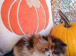 Show potential cfa calico Persian kitten - Persian Kitten For Sale - Woodburn, IN, US