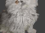 Cfa blue persian girl kitten - Persian Kitten For Sale - Woodburn, IN, US