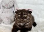 Brown Scottish Fold Kittens - Scottish Fold Kitten For Sale - 