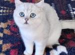 Blue eyed boy Mozart - British Shorthair Kitten For Sale