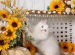 Juniper - Persian Kitten For Sale - 