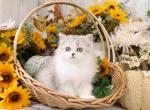 Panda - Persian Kitten For Sale - Unionville, MO, US