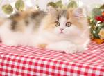 Calico Kittens - Persian Kitten For Sale - Unionville, MO, US