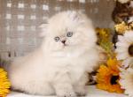 Himalayan kittens - Himalayan Kitten For Sale - Unionville, MO, US