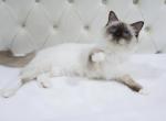 Belle Tica & Tca Registered Ragdoll - Ragdoll Cat For Sale - 