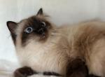 Minnie Tca Registered Female Ragdoll Seal Point - Ragdoll Cat For Sale - 