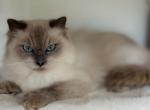 Tca Registered Female Ragdoll Blue Point Lily - Ragdoll Cat For Sale - 