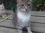 Lord Downy - Domestic Kitten For Adoption - Bonners Ferry, ID, US